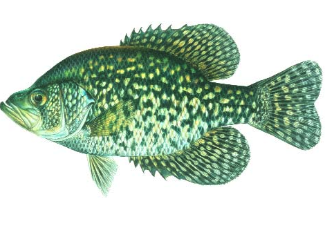 Black Crappie