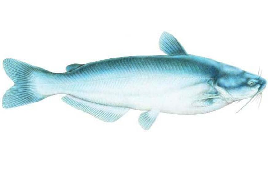 Blue Catfish