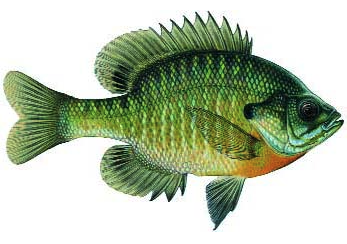 Bluegill