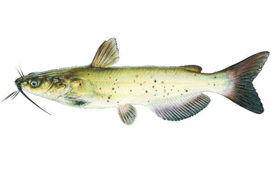 Channel Catfish