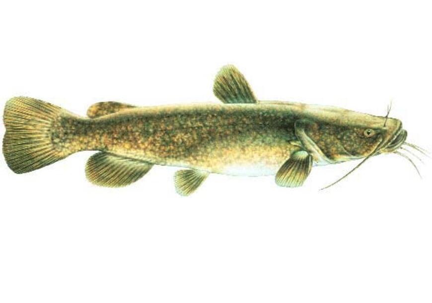 Flathead Catfish
