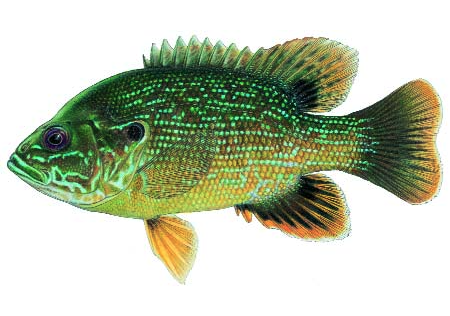 Green Sunfish
