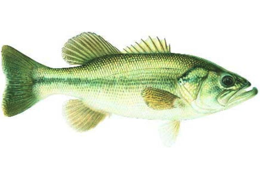 Largemouth Bass