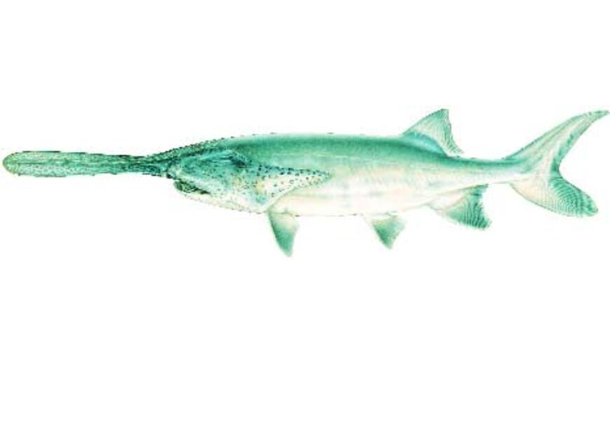 Paddlefish