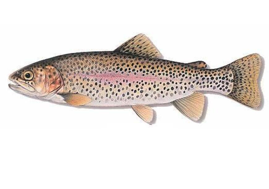 Rainbow Trout