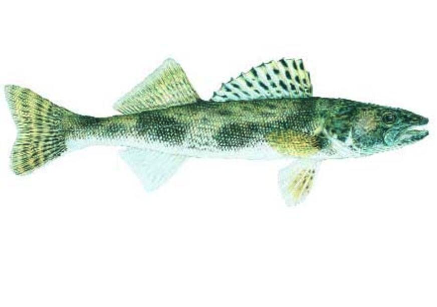 Sauger