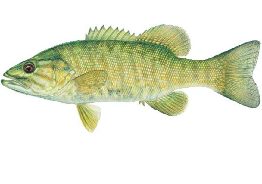 Smallmouth Bass