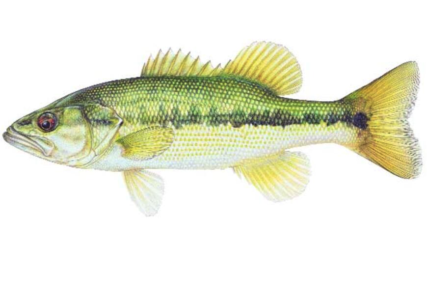 Spotted Bass