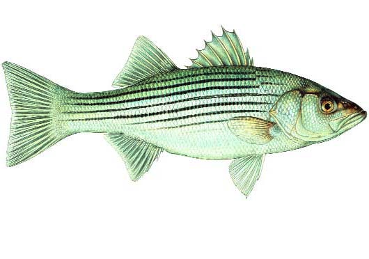 Striped Bass