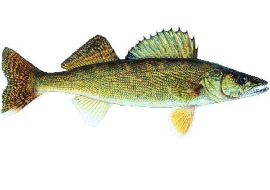 Walleye