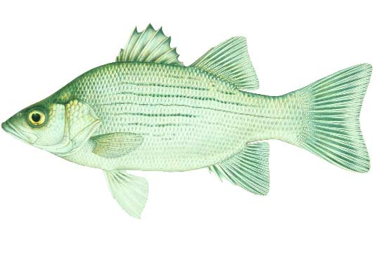 White Bass