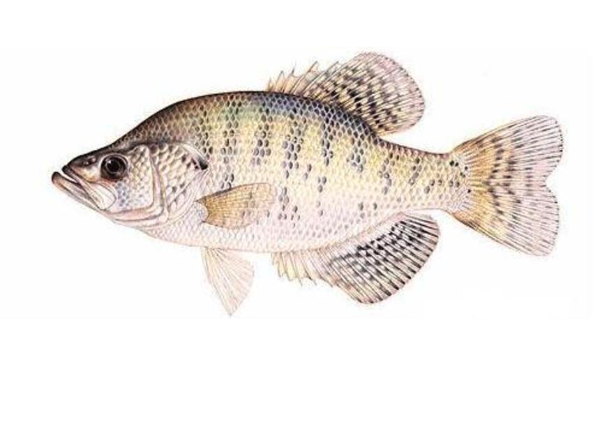 White Crappie