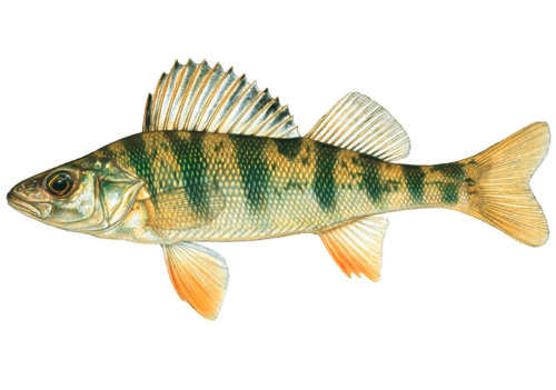 Yellow Perch