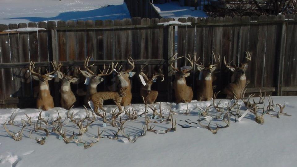 Deer taken by one poacher