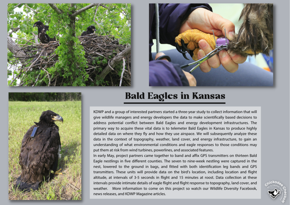 Bald Eagles