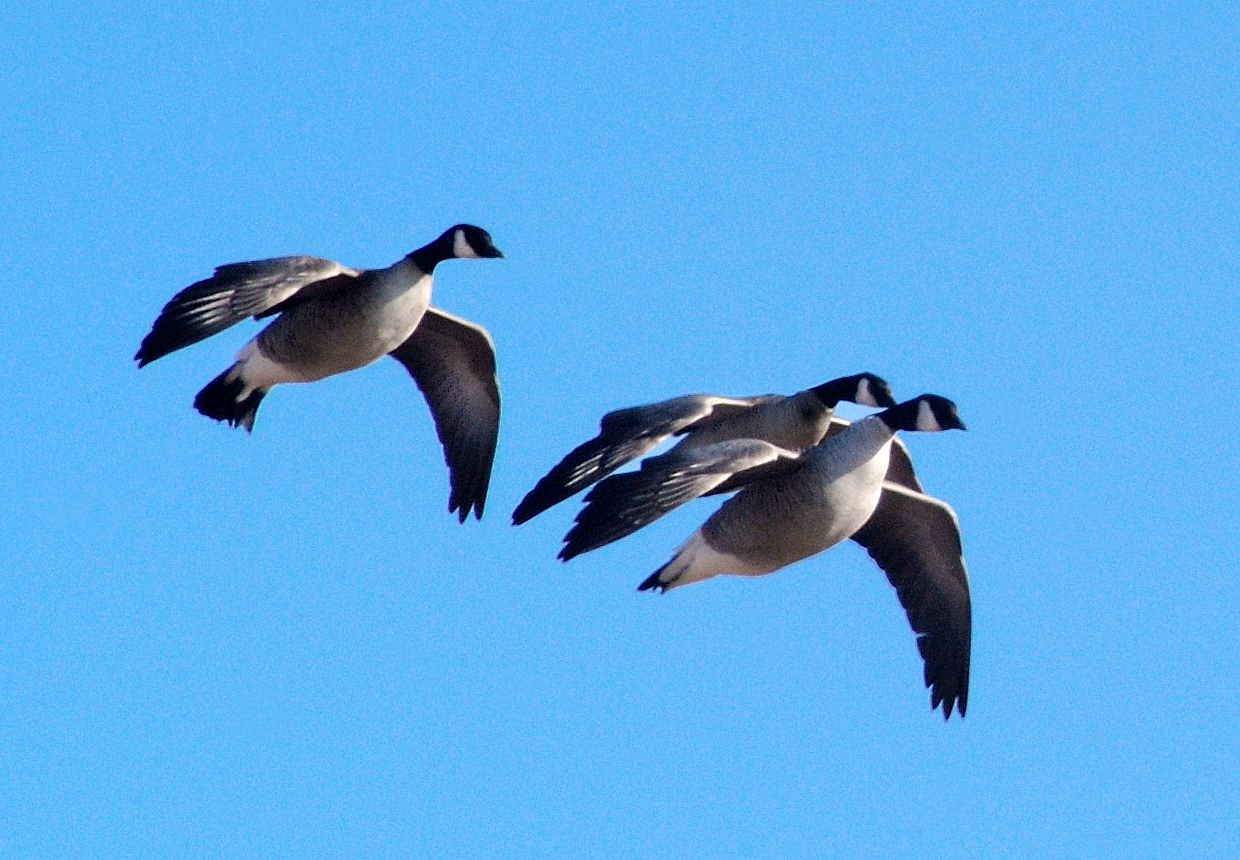 Three Canada geese in flight against a bright blue sky.