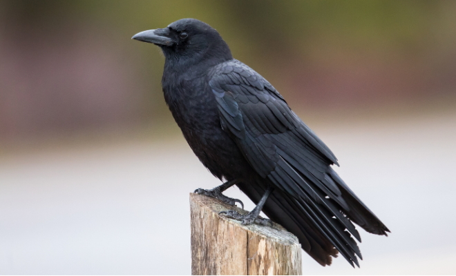 Black crow resting on a fence post.