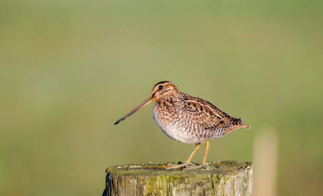 Woodcock (bird) resting on a fence post.