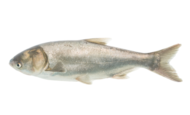 A silvery-grey fish with a streamlined body and forked tail on a white background.