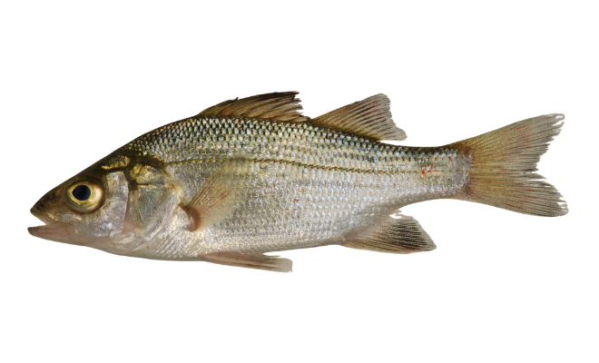 A silvery-grey fish with a spiny dorsal fin and forked tail on a white background.