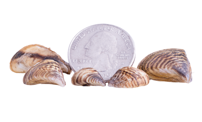 Several small zebra mussels in front of a U.S. quarter coin on a white background.