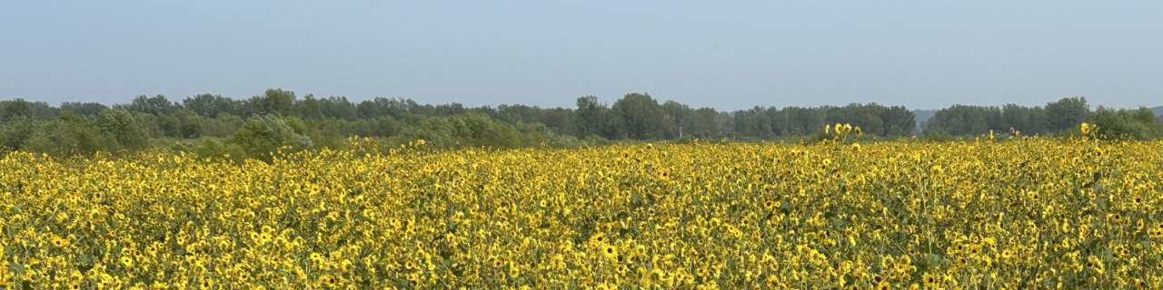 Wide view of a blooming sunflower field at Benedictine Bottoms Wildlife Area, with dense yellow flowers stretching to a tree-lined horizon under a clear sky.