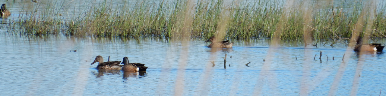 Several ducks float and swim across shallow water surrounded by tall green grasses. The birds move calmly through the wetland habitat, with reflections visible on the water’s surface.