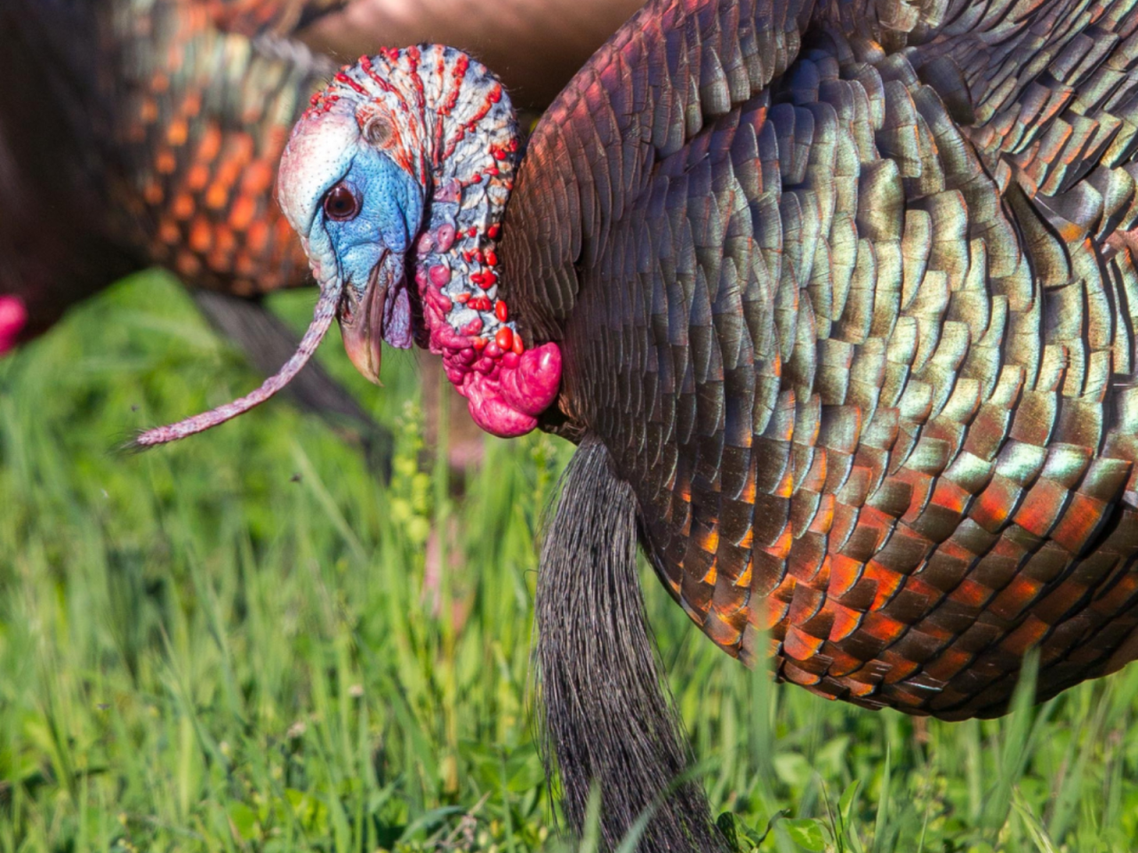 Close-up of two turkeys with iridescent feathers and colorful heads, standing on green grass.