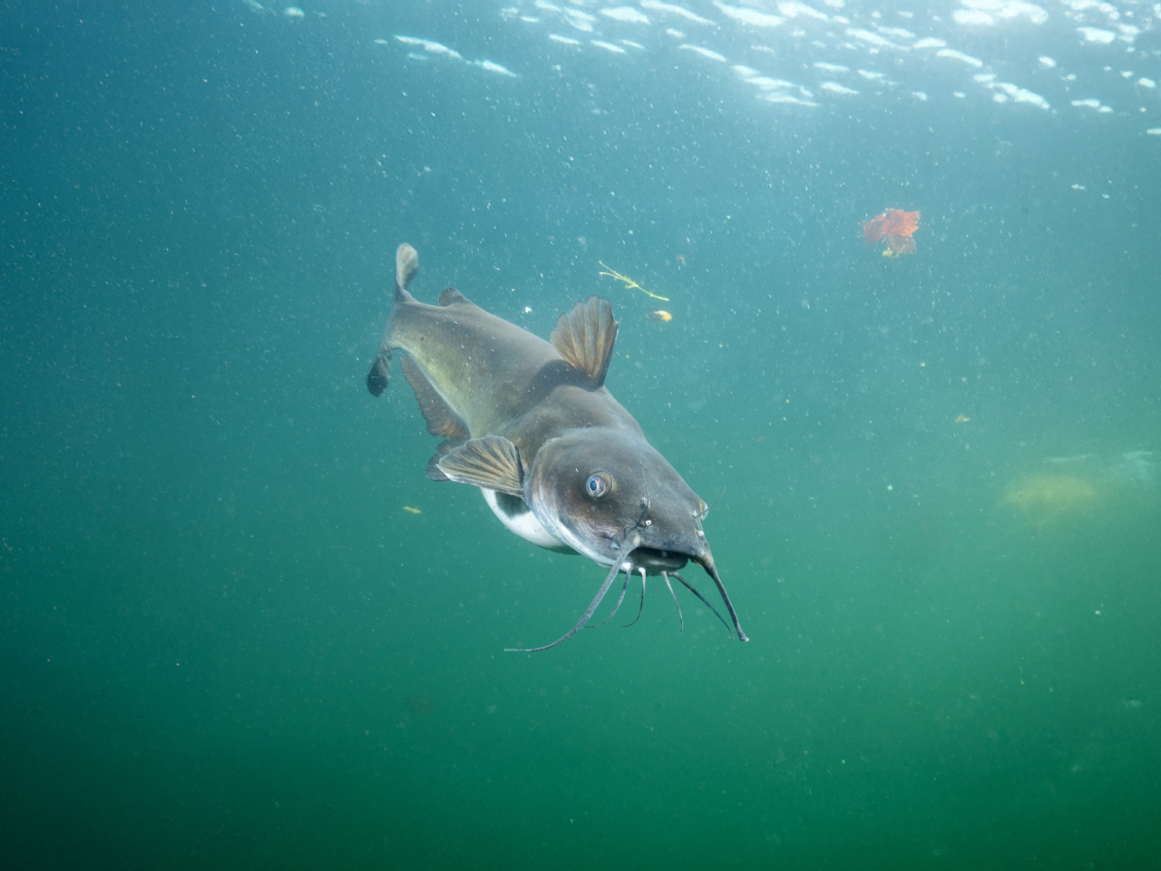A catfish swimming underwater with visible whisker-like barbels in green-hued water.
