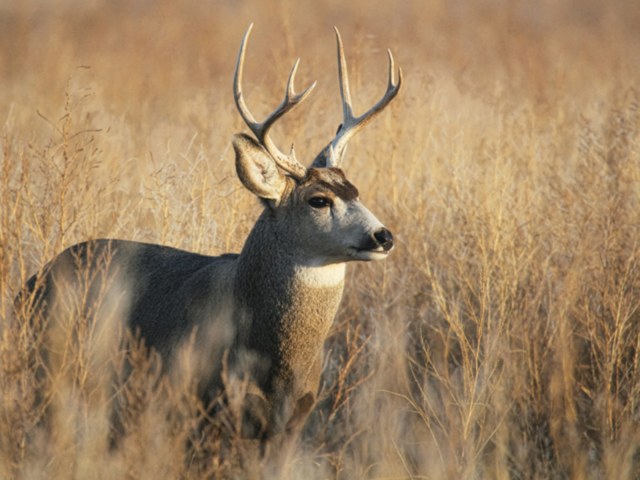 A whitetail deer buck with antlers standing in tall grass.