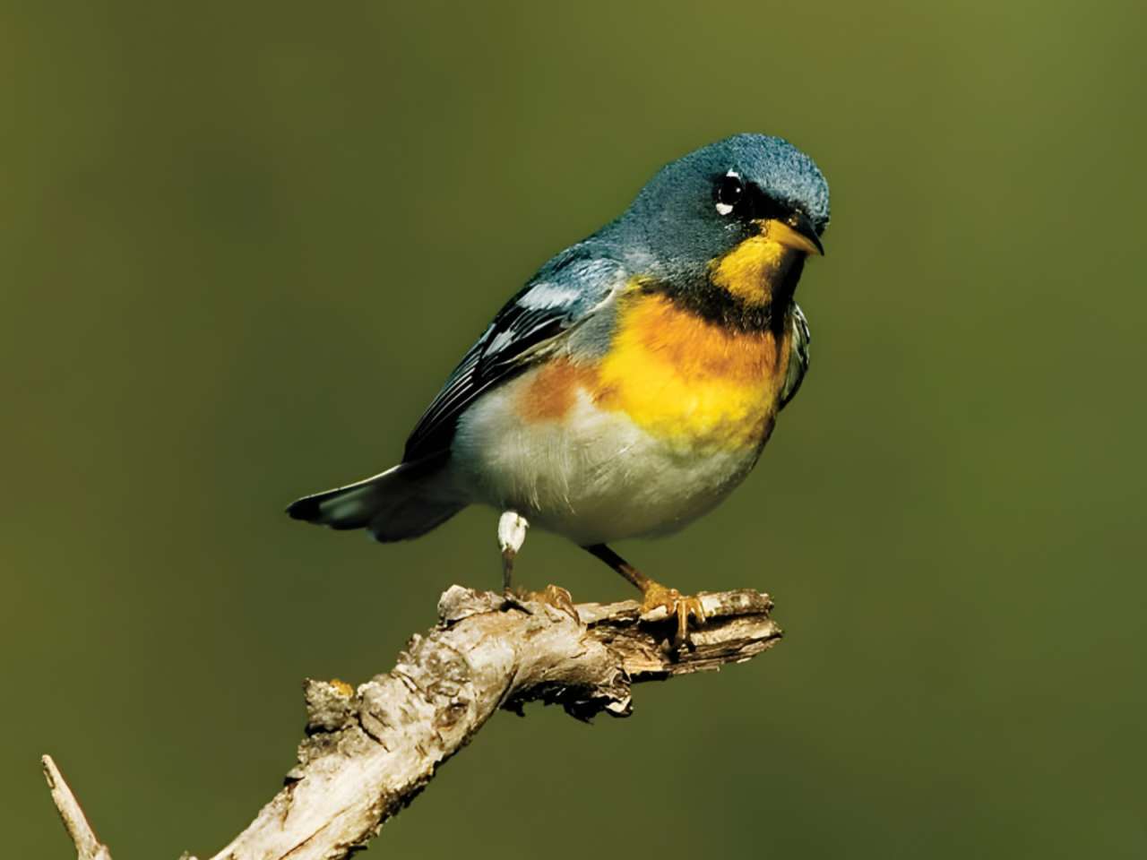 A colorful bird with a blue-gray head and orange chest perched on a branch.