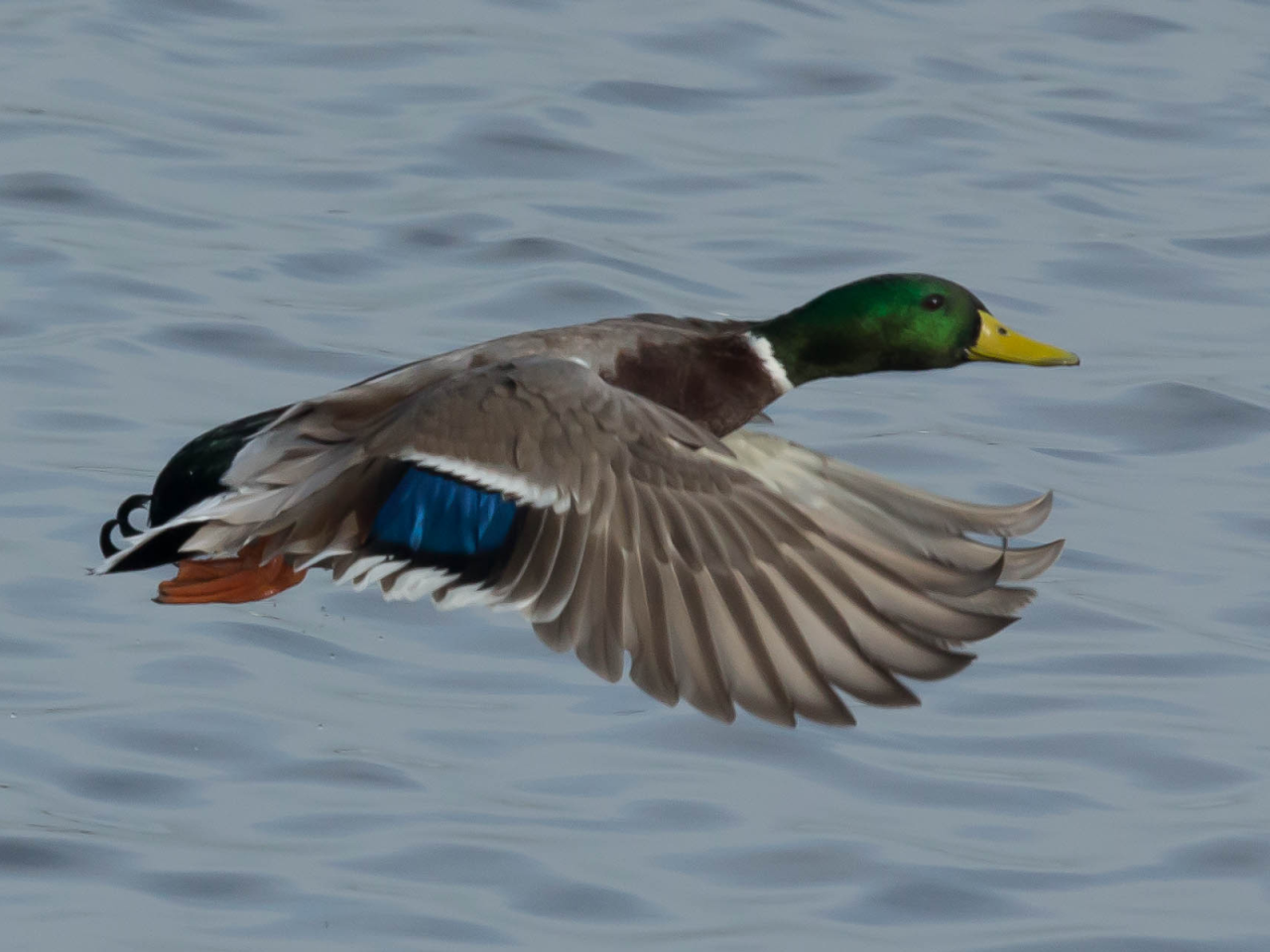 Mallard duck flying over water with a green head and blue wing patch.