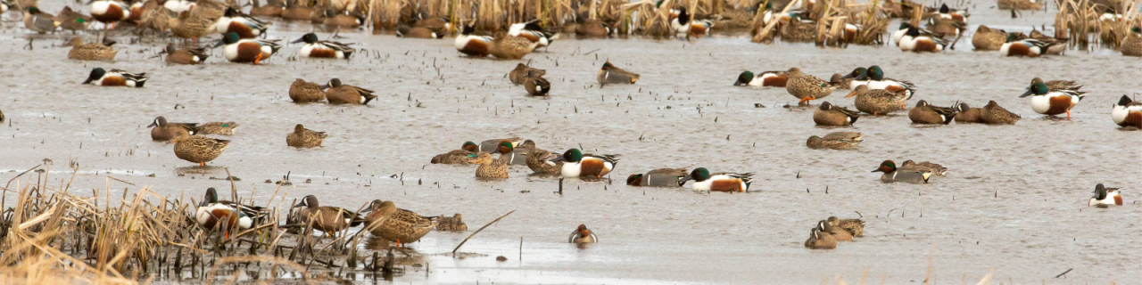 A large group of ducks floats across shallow wetland water, surrounded by patches of dried vegetation. The birds are spread across the scene, creating a busy and active waterfowl habitat.