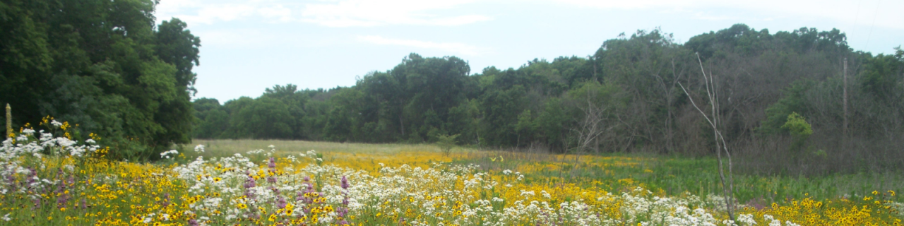 A wide field of blooming wildflowers in shades of yellow, white, and purple stretches along the edge of a tree line. Dense green trees frame the background under a lightly overcast sky.