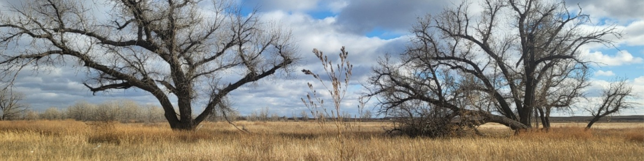 Large, leafless cottonwood trees stand in a field of tall golden grass. The twisted branches stretch outward under a sky filled with scattered clouds.