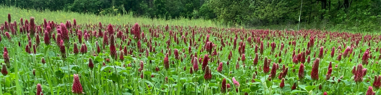 A lush green field is filled with tall plants topped with reddish seed heads. The dense vegetation extends toward a tree line in the background.