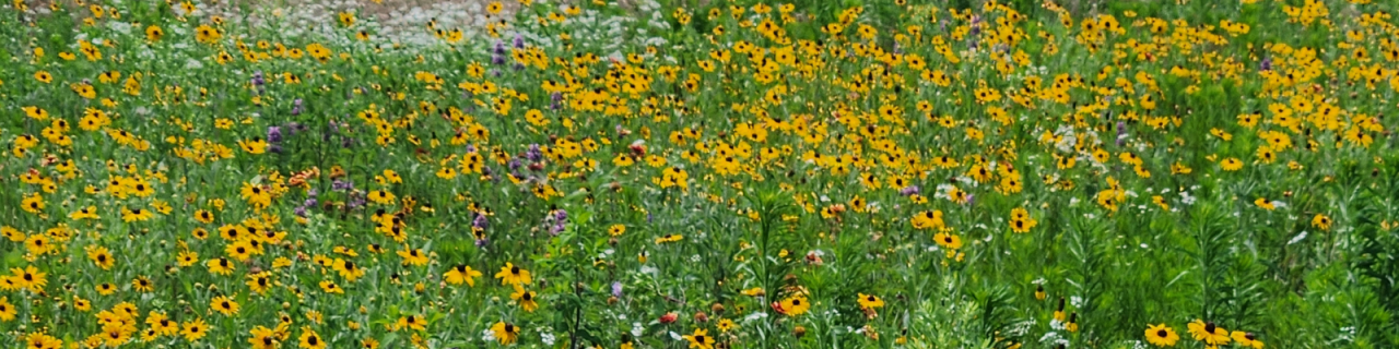 A vibrant field of wildflowers, including yellow blooms and scattered purple flowers, covers the landscape. The dense growth creates a colorful and textured prairie scene.