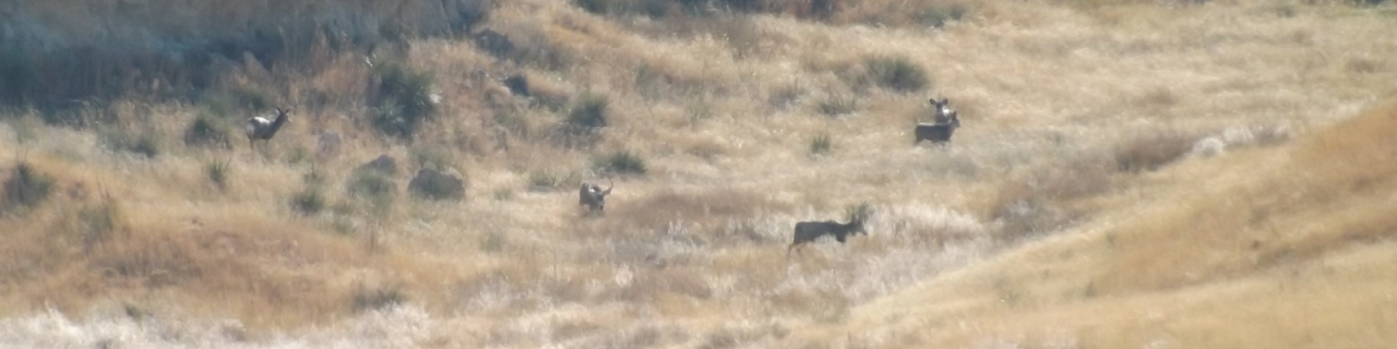 Several deer stand spread out across a grassy hillside, partially hidden by tall vegetation, blending into the muted tones of the surrounding landscape.