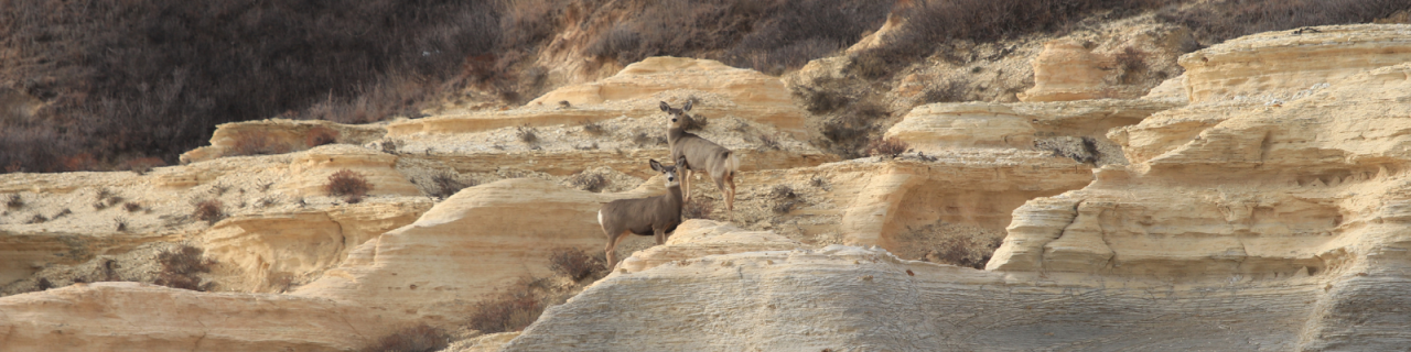 Two deer stand on layered, light-colored rock formations, surrounded by rugged terrain with sparse vegetation and natural erosion patterns.