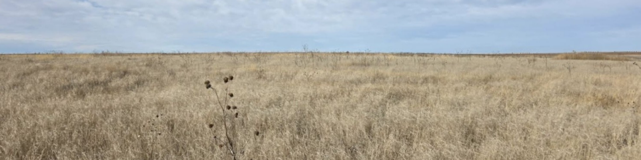 A wide prairie landscape of dry grass stretches beneath a cloudy sky. A few scattered plants stand in the foreground, emphasizing the openness of the terrain.