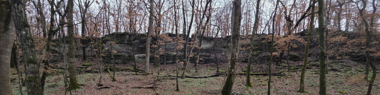 A wooded area features leafless trees scattered across a forest floor covered in fallen leaves. A rocky ledge runs along the back of the scene.