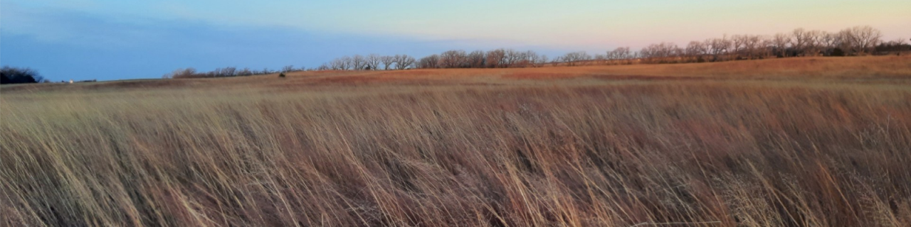 Tall prairie grasses sway across gently rolling hills under a soft, fading sky. A line of trees borders the horizon.