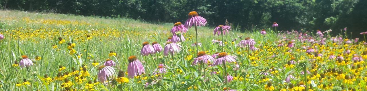A colorful field of wildflowers, including purple coneflowers and yellow blooms, spreads across a gently sloping meadow with trees in the background.