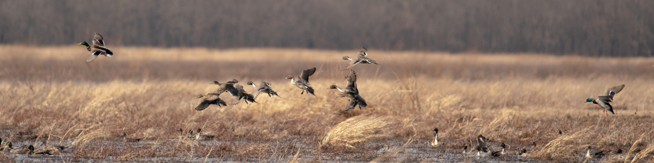 Ducks fly low over a marsh filled with tall grasses and shallow water. More birds gather across the wetland landscape.