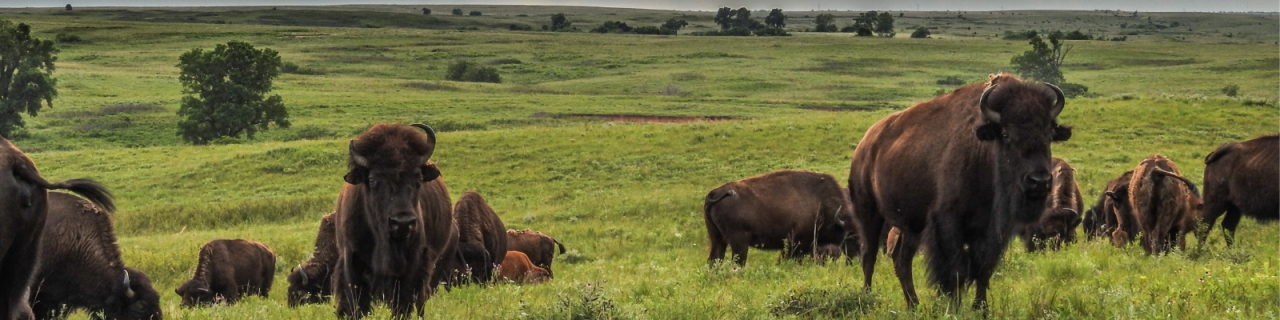 A herd of bison grazes across rolling green prairie. Several animals stand facing forward while others feed in the grass.