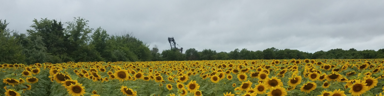 A large field of blooming sunflowers stretches toward a tree line under a cloudy sky with Big Brutus, Big Brutus is the world's largest surviving electric coal shovel, in the distant background.