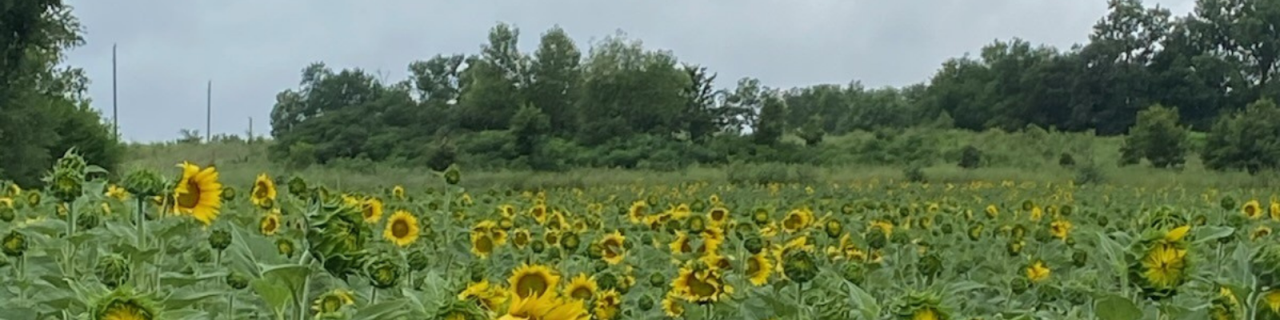 A large field of sunflowers stretches toward a tree line under an overcast sky.