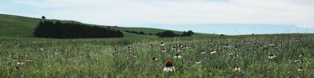 Rolling green prairie dotted with coneflowers extends toward distant hills and a line of trees.