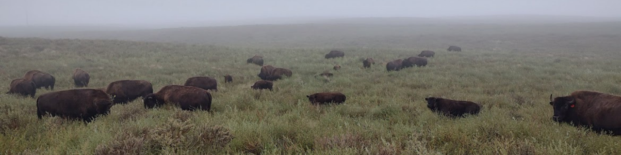 A herd of bison grazes across a foggy prairie landscape.