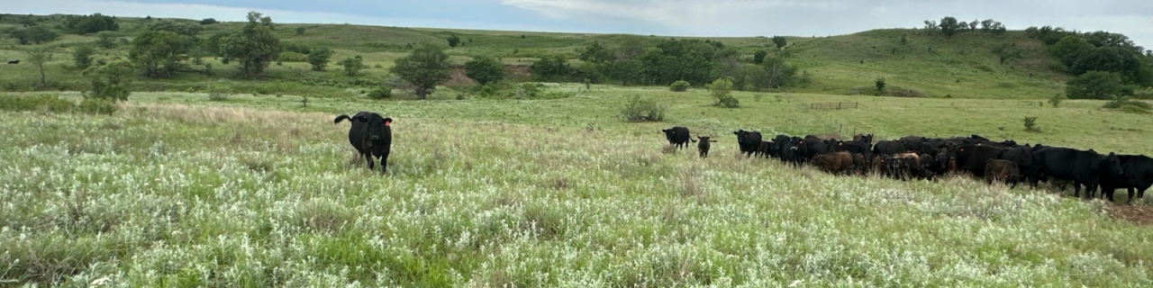A herd of black cattle grazes and moves across a green prairie with rolling hills and scattered trees.